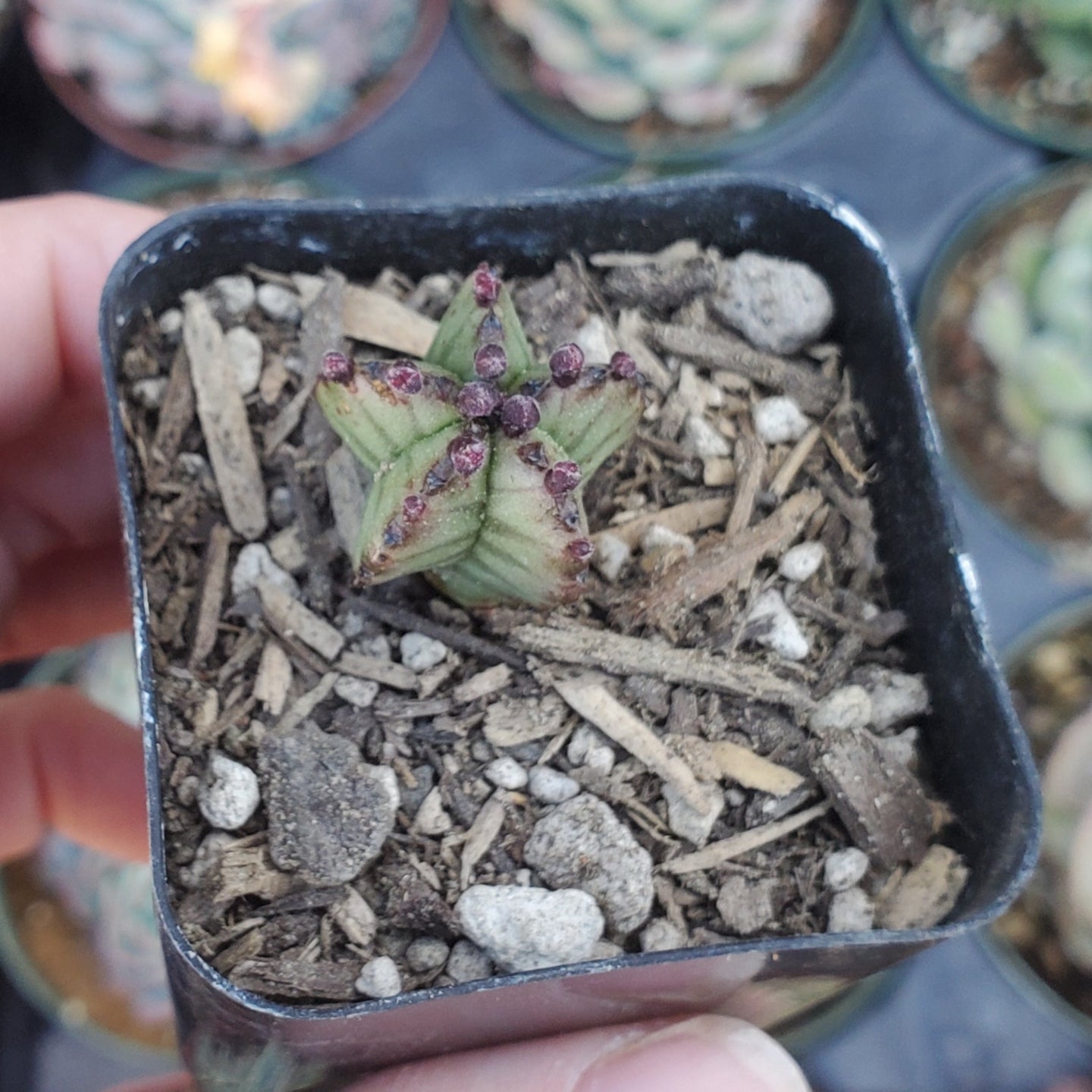 Euphorbia anoplia 'Tanzanian Zipper Plant'